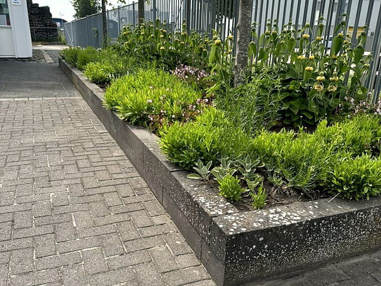 Gepflegte Pflanzbeete und Pflasterweg an einem Firmengebäude