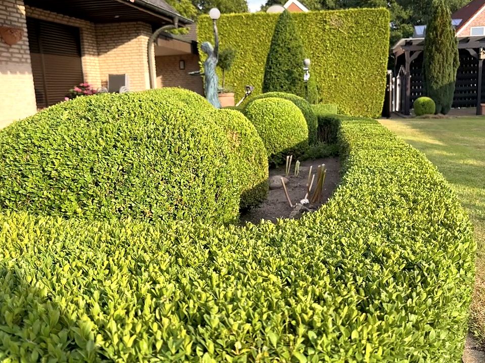 Buchs im Formschnitt vor einer hohen Hecke